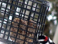 34234CrLe - Downey Woodpecker at our bird feeder.JPG